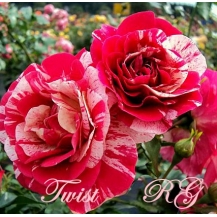 Twist (Твист) - 