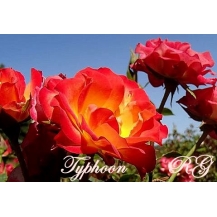 Typhoon / Тайфун