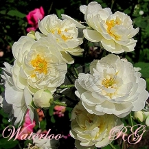 Waterloo / Ватерлоо - дворічнi