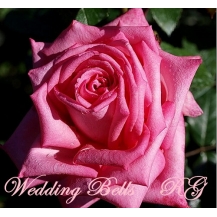 Wedding Bells (Веддинг Белз)