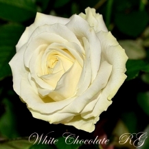 White Chocolate / Вайт Шоколад