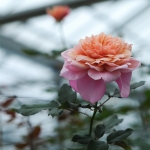 Miyabi / Міябі