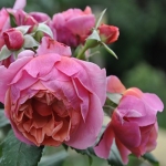 Laduree (Ладури)