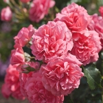 Rosarium Uetersen / Розаріум Ютерзен