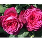 Goethe Rose / Гете Розе
