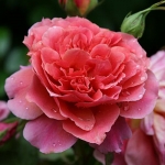 Laduree (Ладури)