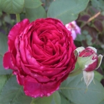 La Rose des 4 Vents (Ля Роз де Кятр Вен)