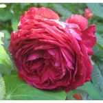La Rose des 4 Vents (Ля Роз де Кятр Вен)