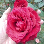 La Rose des 4 Vents (Ля Роз де Кятр Вен)
