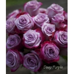 Deep Purple / Діп Перпл
