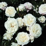 Alabaster Алабастер