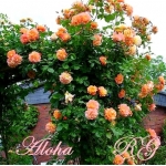 Aloha (Алоха)