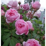 Alan Titchmarsh / Алан Тітчмарш