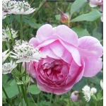 Alan Titchmarsh / Алан Тітчмарш