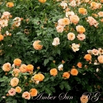Amber Sun (Амбер Сан)