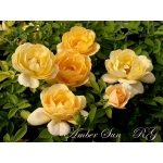 Amber Sun (Амбер Сан)