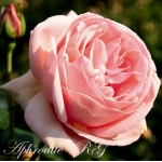 Aphrodite / Афродита