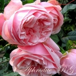 Aphrodite / Афродита