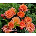 Aprikola (Априкола)