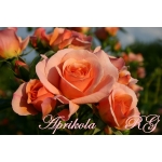 Aprikola (Априкола)