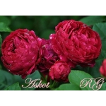 Ascot / Аскот