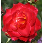 Bernadete bicolor (Бернадет биколор)