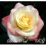 Belle Perle / Bella Perla  (Бель Перл)