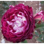 Belle de segosa (Бель де сегоза)