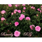 Beverly (Беверли)