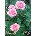 Beverly (Беверли)