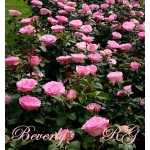 Beverly (Беверли)