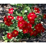 Bienenweide Rot (Биененвейде Рот)