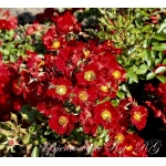 Bienenweide Rot (Биененвейде Рот)