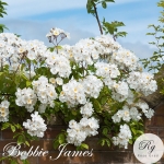 Bobbie James (Бобі Джеймс)