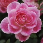 Brilliant Pink Iceberg (Бриллиант Пинк Айсберг)