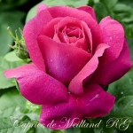 Caprice de Meilland (Каприз де Меян)