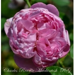 Charles Rennie Mackintosh / Чарльз Ренні Макінтош