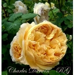 Charles Darwin / Чарльз Дарвін