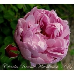 Charles Rennie Mackintosh / Чарльз Ренні Макінтош