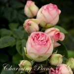 Charming Piano / Чармінг Піано