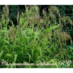  Хасмантіум широколистий (Chasmanthium latifolium)