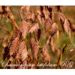  Хасмантіум широколистий (Chasmanthium latifolium)