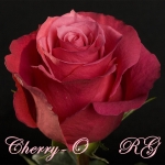 Cherry-O / Черрі-О