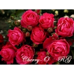 Cherry-O / Черрі-О