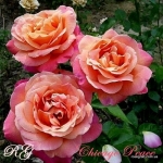 Chicago Peace (Чикаго Пис)