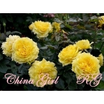 China Girl (Чайна Герл)