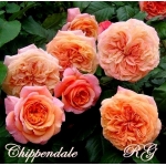 Chippendale / Чіппендейл
