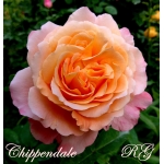 Chippendale / Чіппендейл
