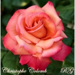 Christophe Colomb (Христофор Колумб)