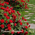 Colossal Meidiland / Колоссаль Мейділенд
